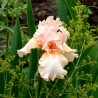 Iris Pink Tafette