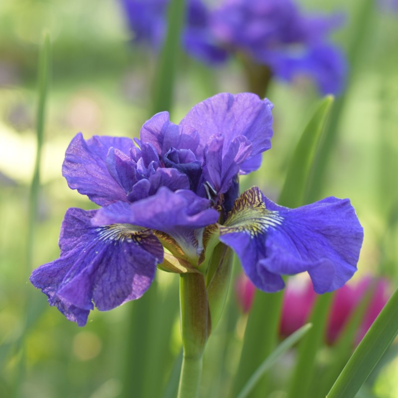 Iris sib.Concord Crush