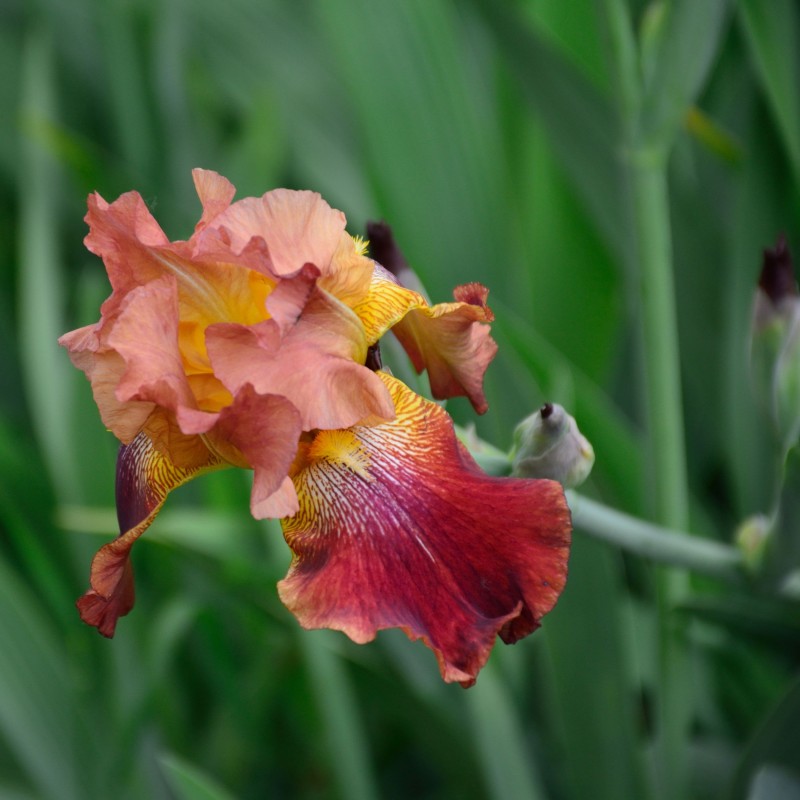 Iris Sultans Palace