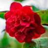 Camellia Lady Campbell
