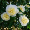 Camellia Nobilissima