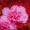 Camellia Triumphans