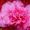 Camellia Triumphans