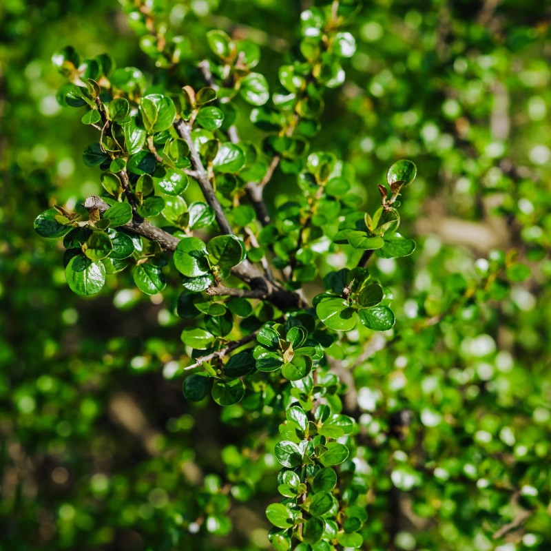 Barcoace Streibs Findling