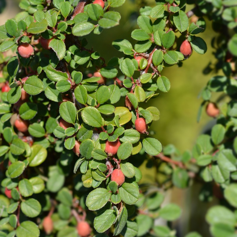 Barcoace Streibs Findling