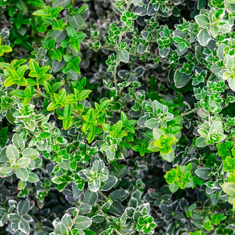 Salba Emerald Gaiety