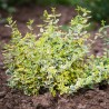 Salba Emeraldn Gold