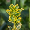 Salba Japoneza Aureomarginatus