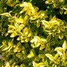 Salba Japoneza Aureomarginatus