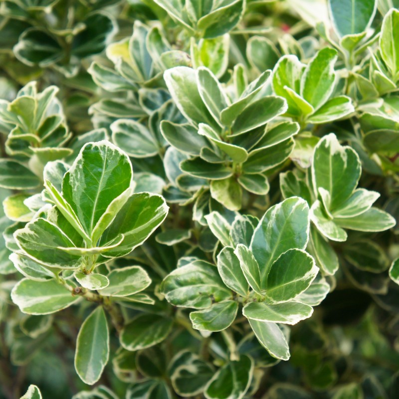 Salba Japoneza President Gauthier