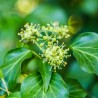 Iedera Hedera helix arborescens