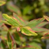 Sunatoare Hypericum moserianum Tricolor