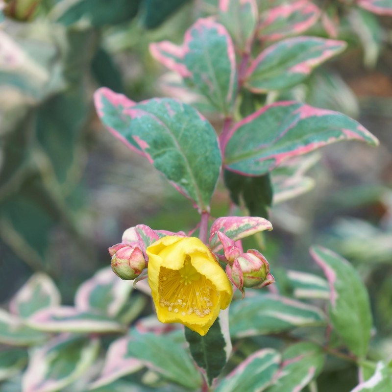 Sunatoare Hypericum moserianum Tricolor