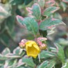 Sunatoare Hypericum moserianum Tricolor