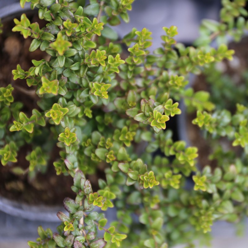 Caprifoi Baggessens Gold