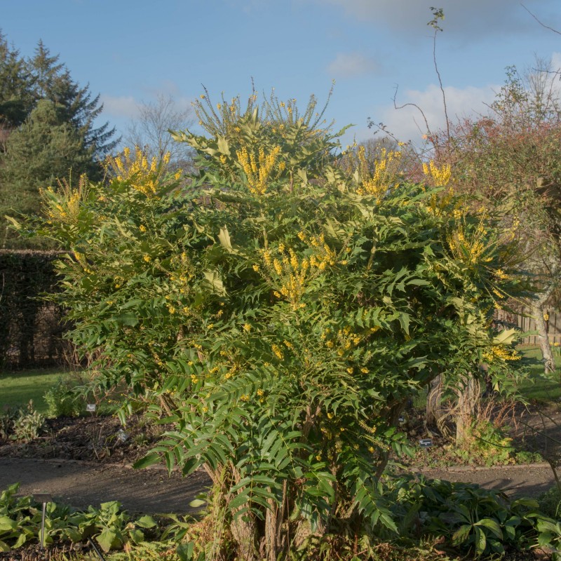 Mahonia media Winter Sun