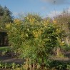 Mahonia media Winter Sun