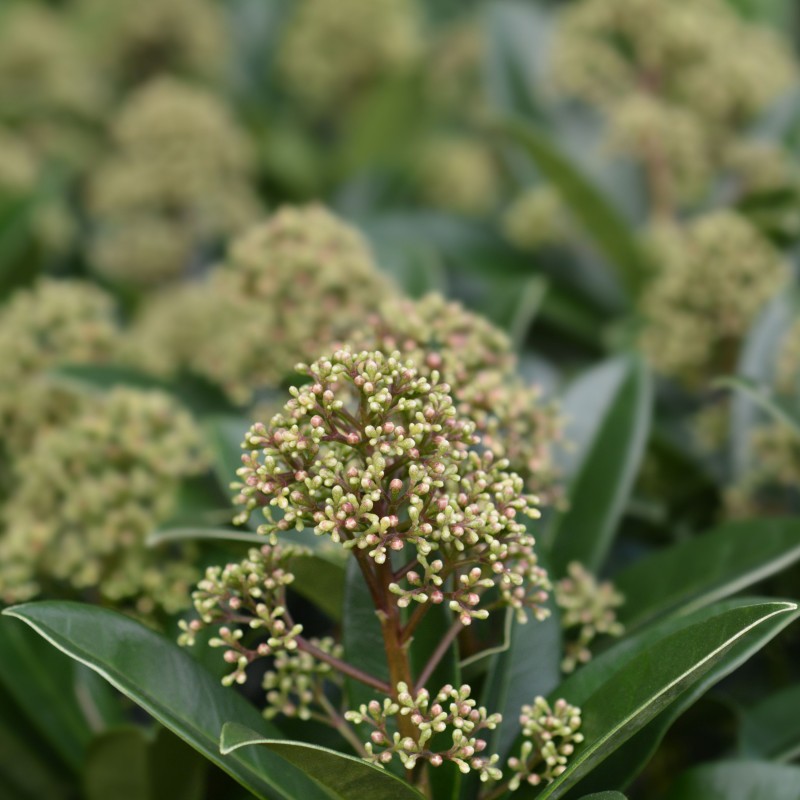 Skimmia fragrant cloud