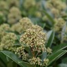 Skimmia fragrant cloud