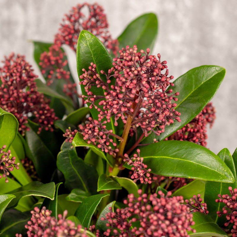 Skimmia japonica Rubella