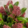 Skimmia japonica Rubella