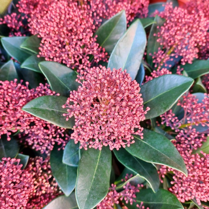 Skimmia japonica Rubella