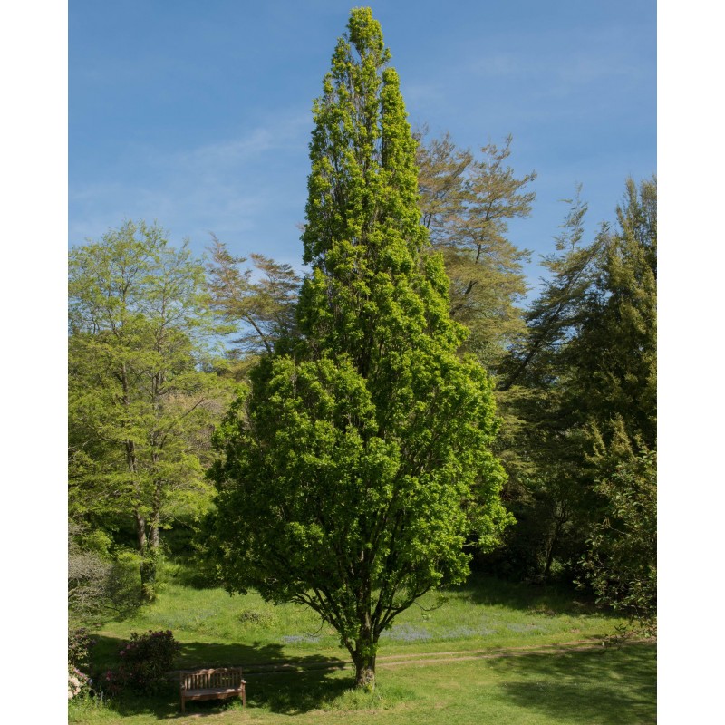 Stejar Fastigiata koster