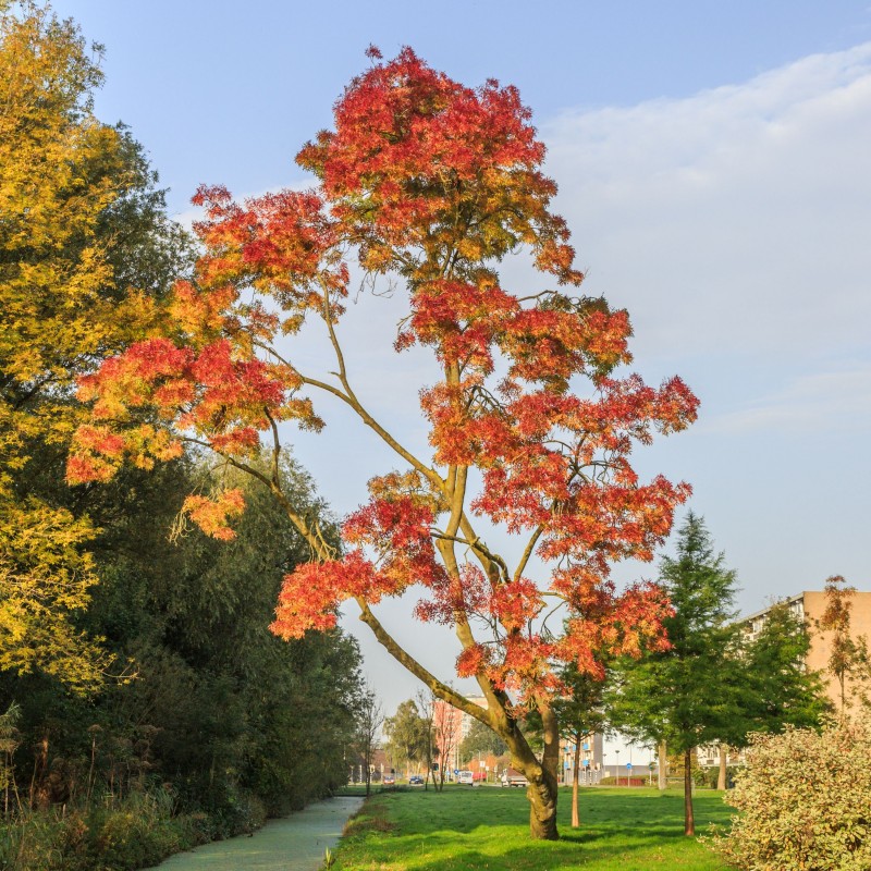 Fraxinus angust.Raywood