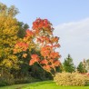 Fraxinus angust.Raywood