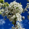 Pyrus calleriana Chanticleer