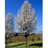 Pyrus calleriana Chanticleer