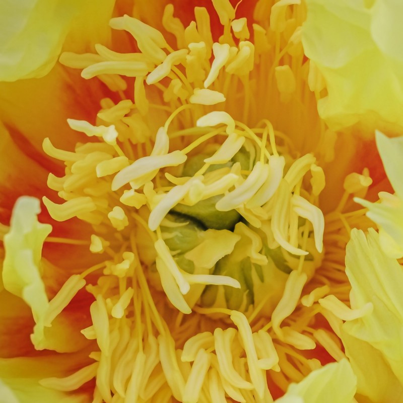 Bujor itoh Bartzella