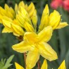 Azalea mollis Anneke