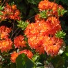 Azalea mollis Gibraltar