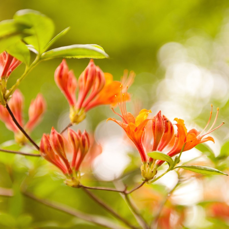 Azalea mollis Glowing Embers