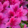 Azalea Kermesina