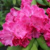 Azalea Kermesina