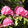 Azalea Little Red