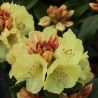 Rhododendron Goldprinz