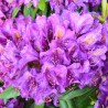 Rhododendron Marcel Menard