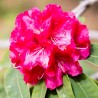 Azalee (Rhododendron) Wilgens Ruby