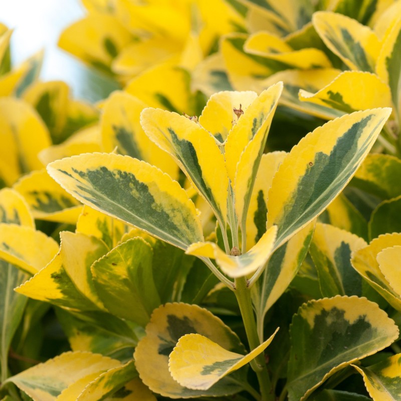 Lemn Cainesc Aureum