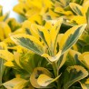 Lemn Cainesc Aureum