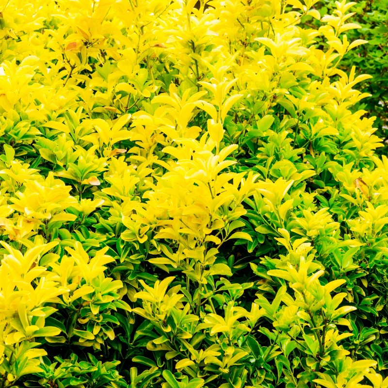 Lemn Cainesc Aureum