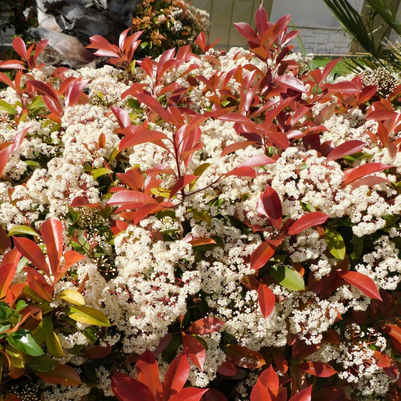 Photinia fraseri Red robin