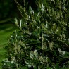 Laur Prunus laurocerasus Caucasica Laur Prunus laurocerasus Caucasica