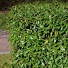 Laur Prunus laurocerasus Caucasica Laur Prunus laurocerasus Caucasica