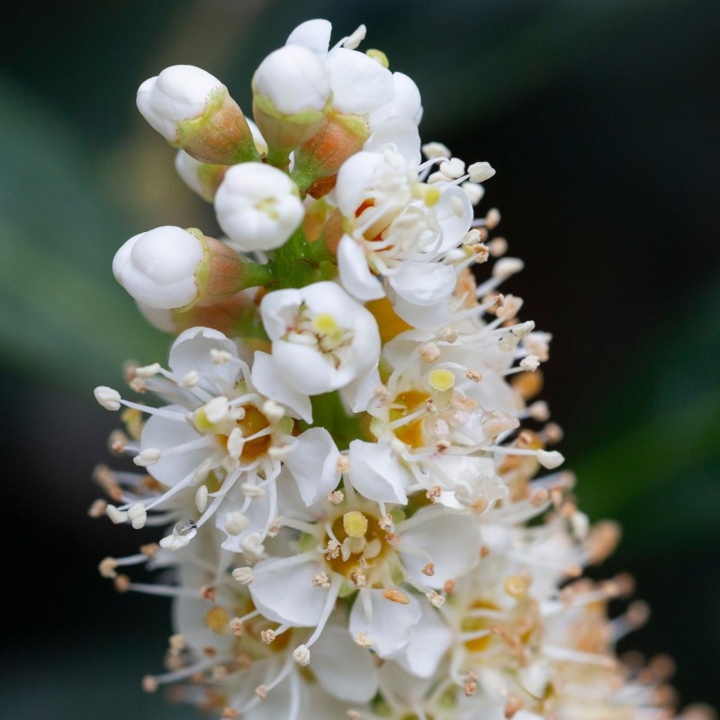 Laur Prunus laurocerasus Otto Luyken