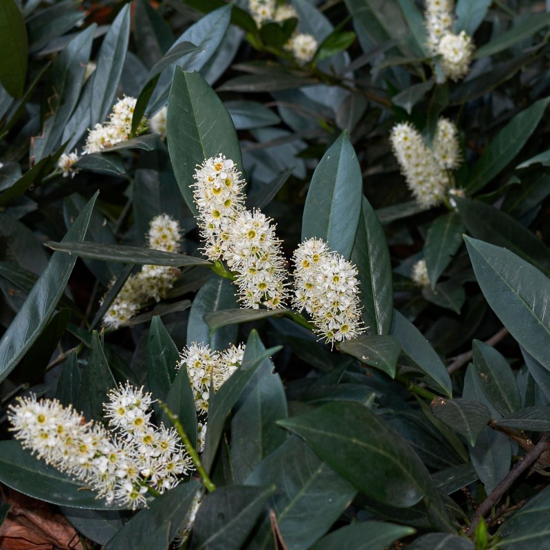 Laur Prunus laurocerasus Otto Luyken