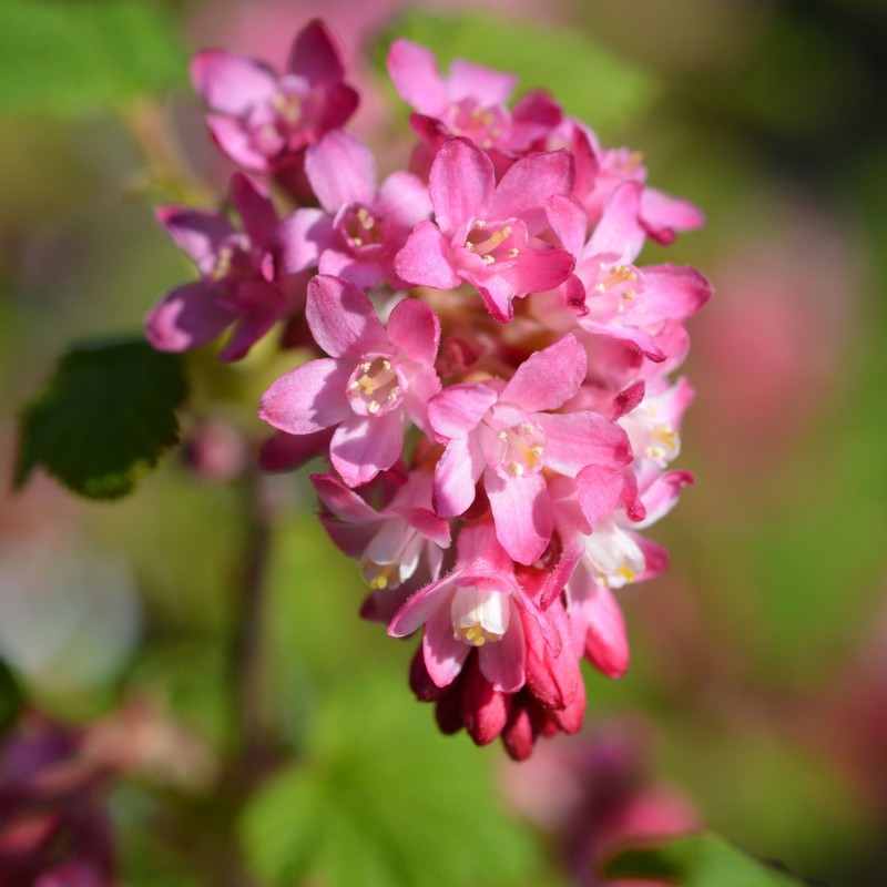 Strugurei infloritori King Edward